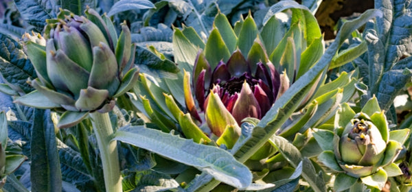 Ingredient 1 Image Mobile