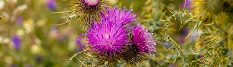 Ingredient Image Mobile