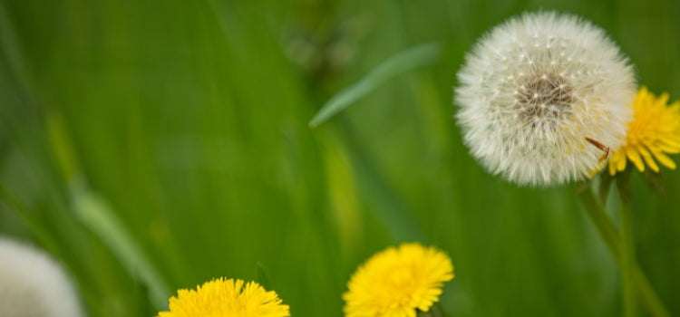 Ingredient 2 Image Desktop