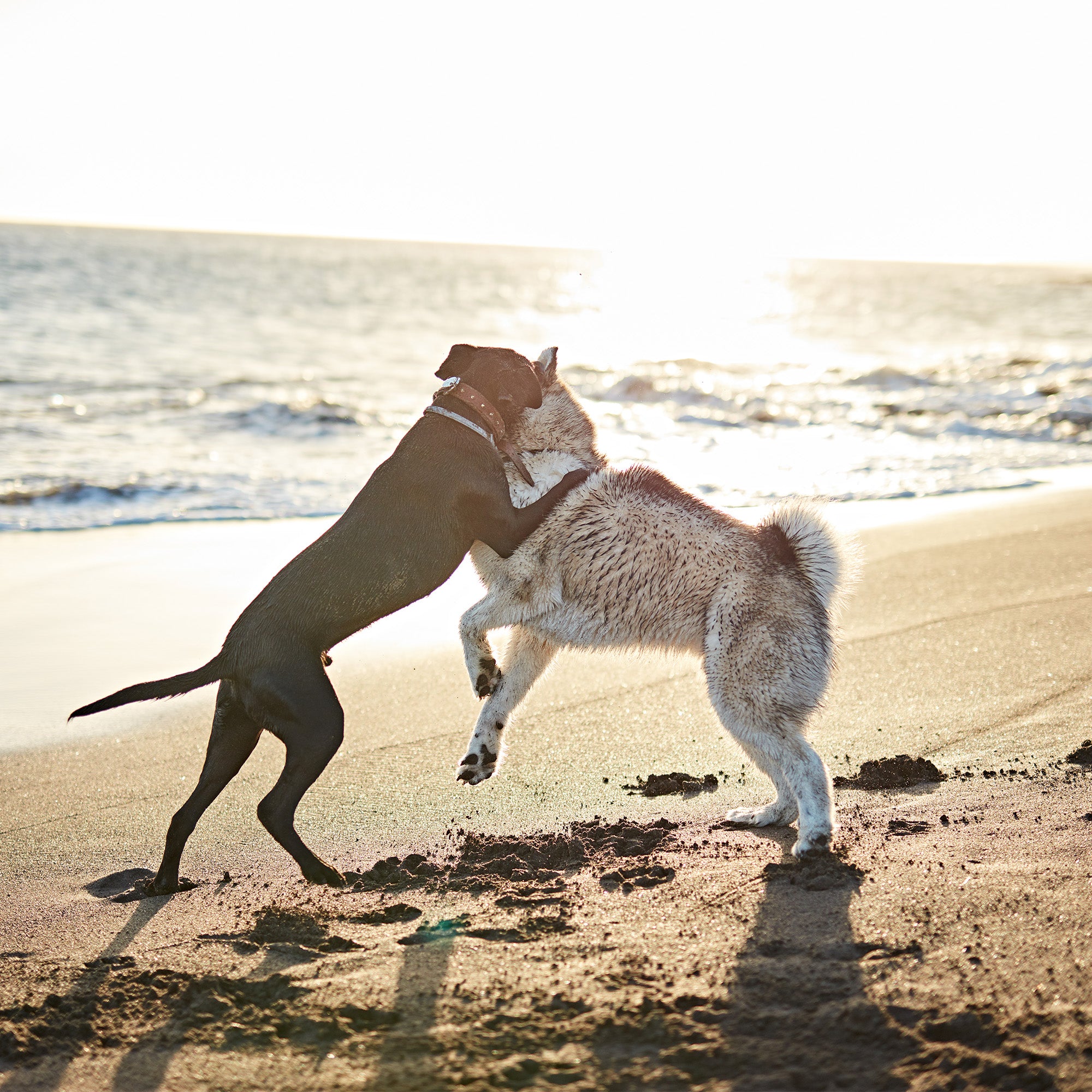 Waarom Glucosamine voor Mensen Niet Geschikt Is voor Honden: Een Blik op Woofies' Speciale Formule