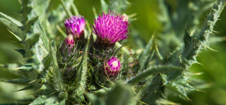 Ingredient 1 Image Desktop
