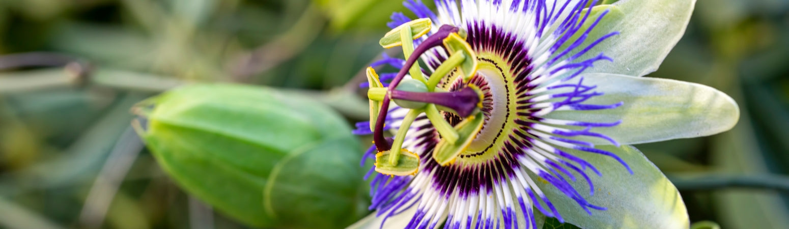 Ingredient Image Desktop