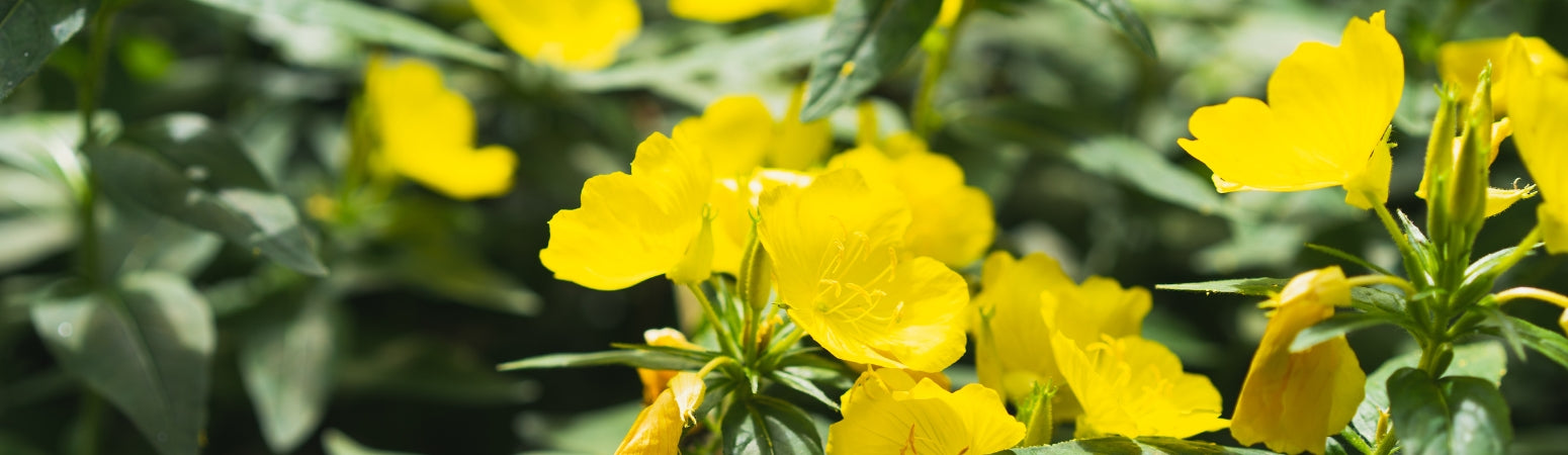 Ingredient Image Desktop