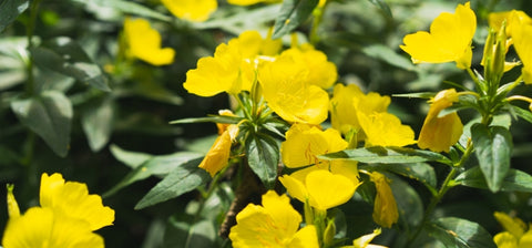 Ingredient Image Mobile